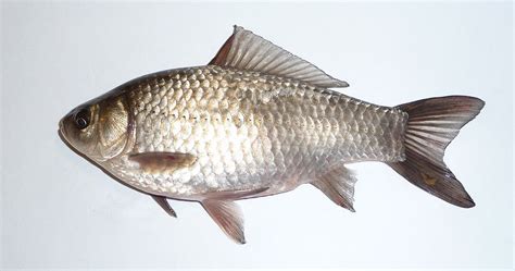 歐洲鯉的品種 吉兇數字